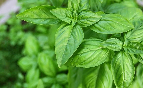 20 Cara Membasmi Rayap Terlengkap dan Efektif Cara Membasmi Rayap dengan Daun Salam dan Kemangi